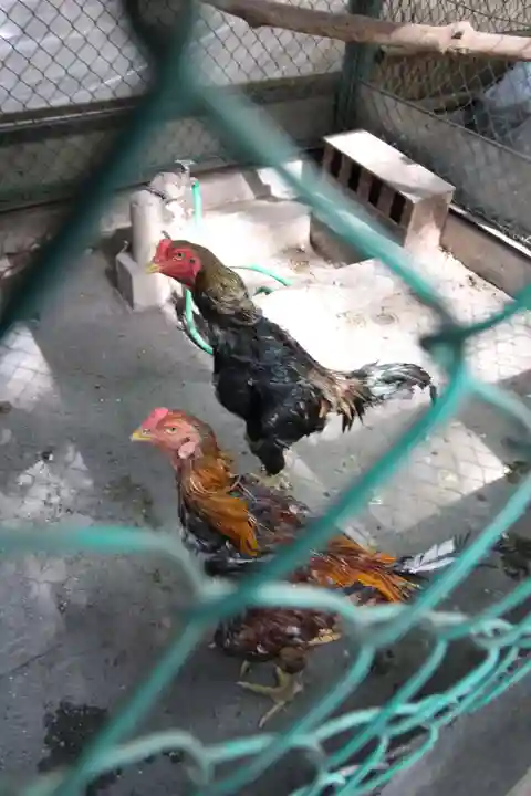 大宮八幡宮の動物