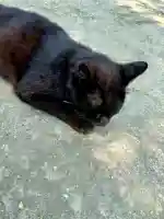 志賀海神社(福岡県)