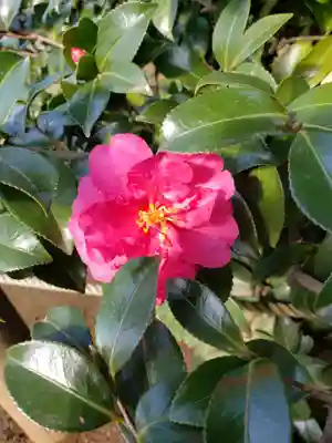 妙法寺(東京都)