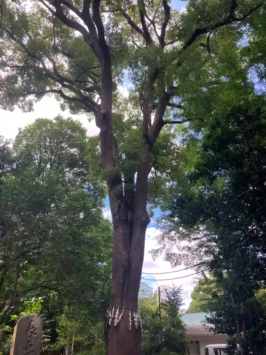 代々木八幡宮の自然