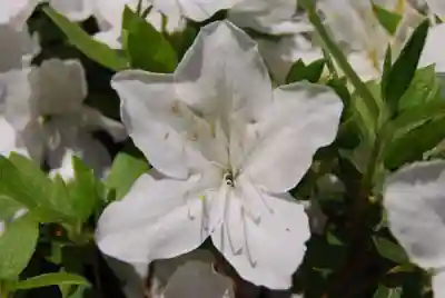 赤城神社(三夜沢町)(群馬県)