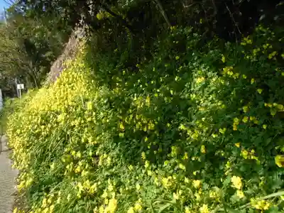 神明宮（神明神社）の自然