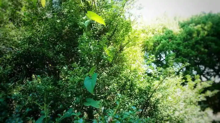 八龍社(稲島)の自然