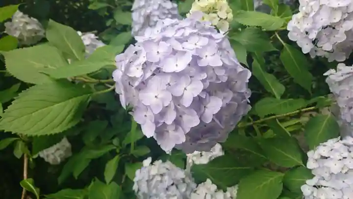 報徳二宮神社の自然