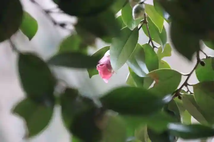 鹿島大神宮の自然