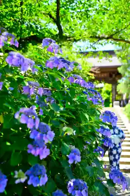 高幡不動尊　金剛寺(東京都)