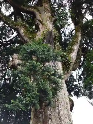 霧島神宮(鹿児島県)