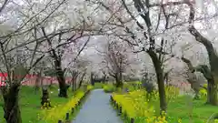 平野神社の自然