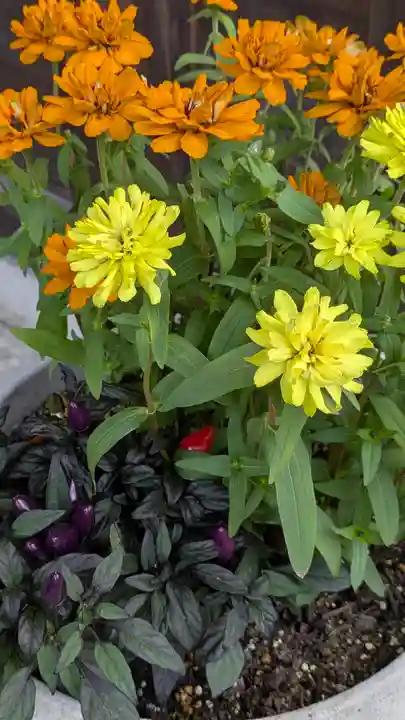 香雪院(京都府)