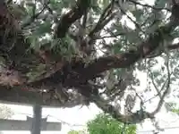 蛭子神社(宮ノ本)の自然