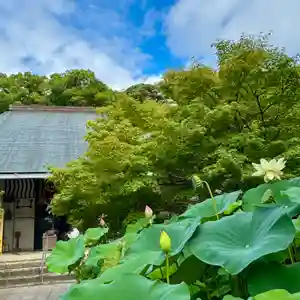 伊勢の国 四天王寺(三重県)(2025年07月11日(金) 13時58分42秒投稿)