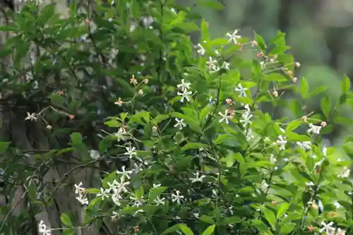 鹿島大神宮の庭園