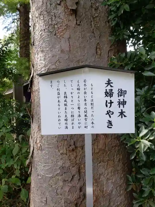 阿佐ヶ谷神明宮の自然