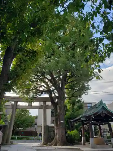 麻布氷川神社の鳥居