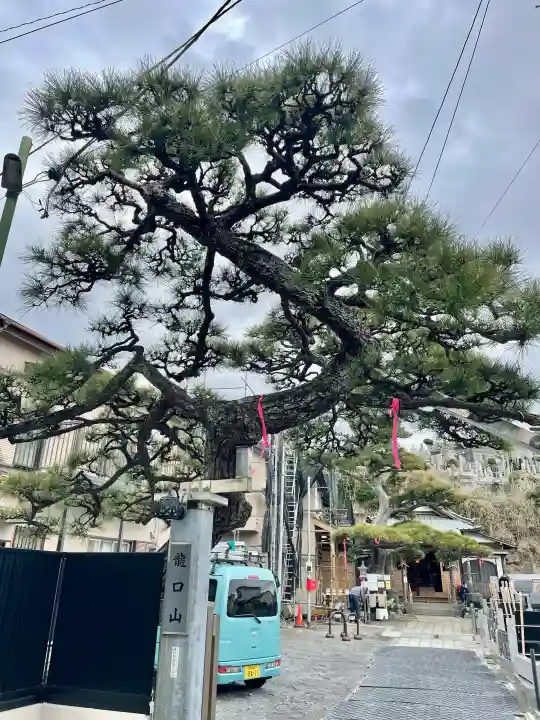 本成寺の{uncategorized: "未分類", other: "その他", undefined: "問題あり", building: "その他建物", grave: "お墓", sacred_gate: "鳥居", guardian: "狛犬", statue: "像", buddha: "仏像", history: "歴史", nature: "自然", garden: "庭園", animal: "動物", pagoda: "塔", temizu: "手水舎", mountain_gate: "山門・神門", sanctuary: "本殿・本堂", subordinate: "末社・摂社", art: "芸術", scenery: "景色", jizo: "地蔵", ema: "絵馬", goshuin: "御朱印", omikuji: "おみくじ", items: "授与品その他", amulet: "お守り", goshuincho: "御朱印帳", eats: "食事", festival: "お祭り", votive_dance: "神楽", shichigosan: "七五三参", wedding: "結婚式", experience: "体験その他", initially: "初詣", around: "周辺", anti_infection: "感染症対策"}