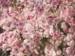 今市報徳二宮神社の自然