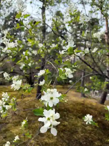宝厳院の{uncategorized: "未分類", other: "その他", undefined: "問題あり", building: "その他建物", grave: "お墓", sacred_gate: "鳥居", guardian: "狛犬", statue: "像", buddha: "仏像", history: "歴史", nature: "自然", garden: "庭園", animal: "動物", pagoda: "塔", temizu: "手水舎", mountain_gate: "山門・神門", sanctuary: "本殿・本堂", subordinate: "末社・摂社", art: "芸術", scenery: "景色", jizo: "地蔵", ema: "絵馬", goshuin: "御朱印", omikuji: "おみくじ", items: "授与品その他", amulet: "お守り", goshuincho: "御朱印帳", eats: "食事", festival: "お祭り", votive_dance: "神楽", shichigosan: "七五三参", wedding: "結婚式", experience: "体験その他", initially: "初詣", around: "周辺", anti_infection: "感染症対策"}