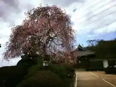 法妙寺の自然