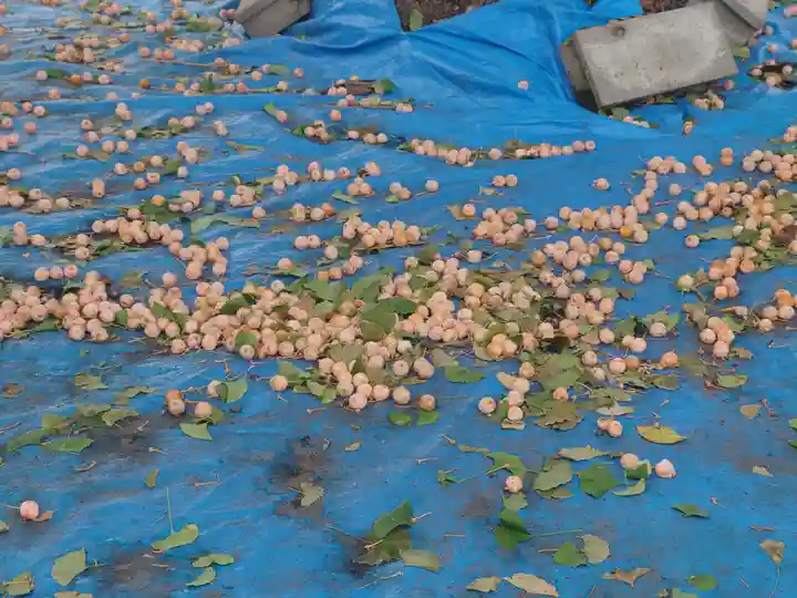 極楽寺(埼玉県)