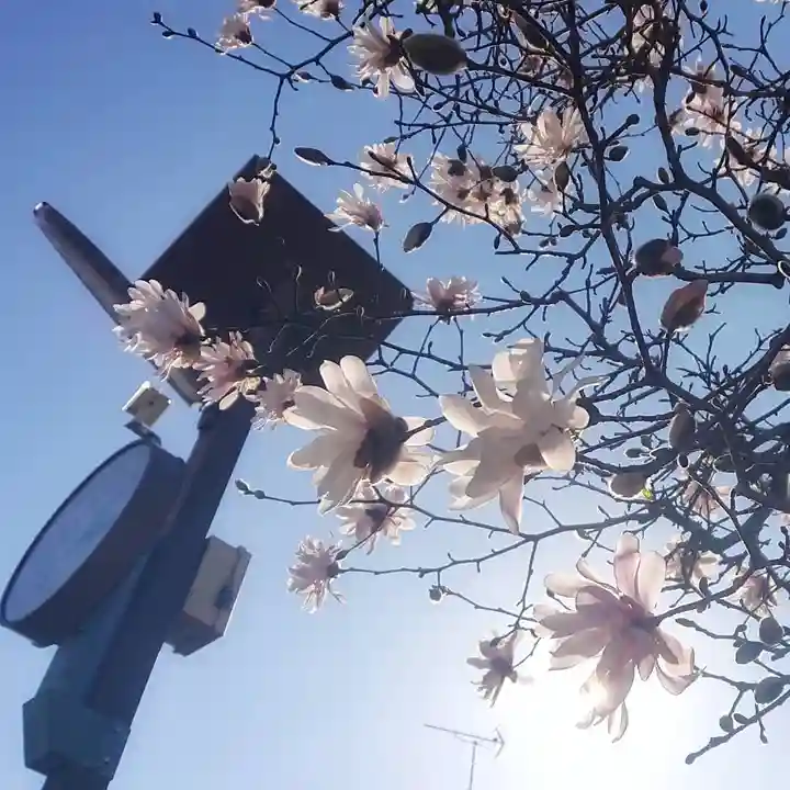 神明社(国府宮神明社)の自然