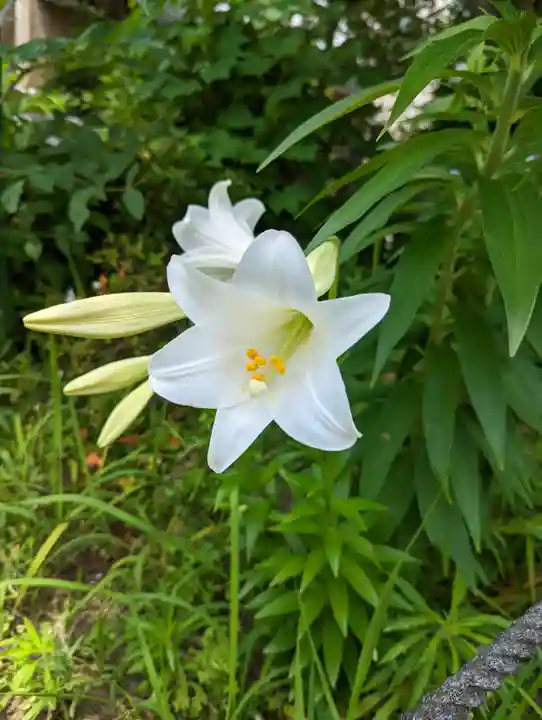 六孫王神社(京都府)