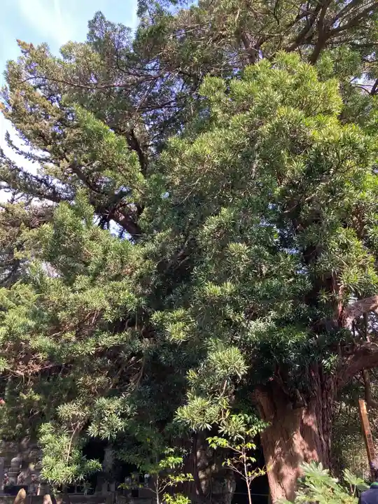 浄光明寺の自然