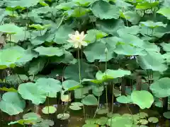 東福禅寺（東福寺）の自然