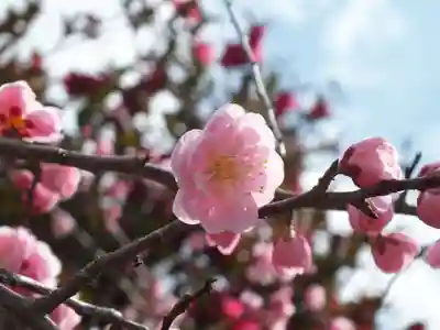 神戸神社の自然