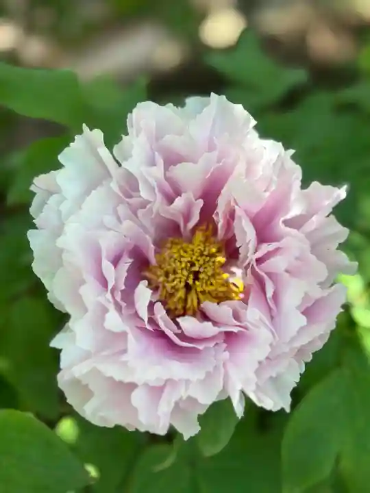 薬師院(兵庫県)