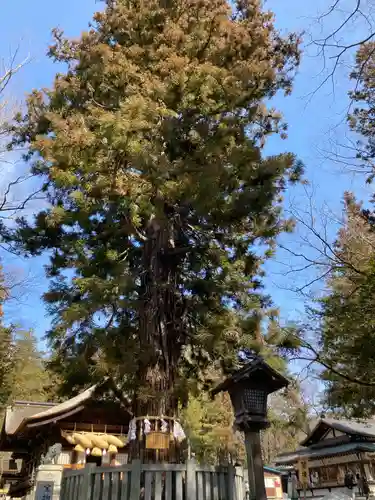 諏訪大社下社秋宮の自然