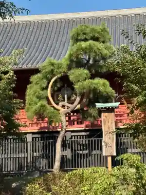 清水観音堂の自然