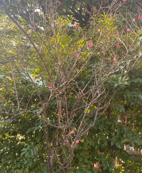 芝東照宮の自然