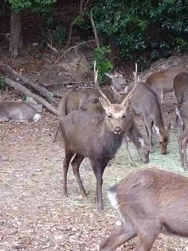 包ケ浦神社の動物
