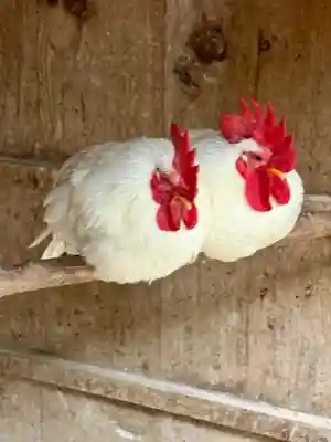 石上神宮(奈良県)