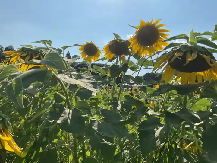 神明神社(大薮町)の周辺