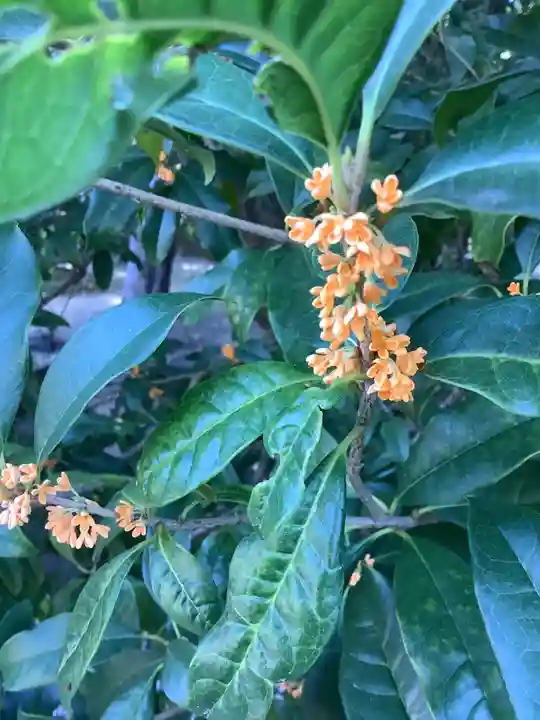 市原稲荷神社の自然