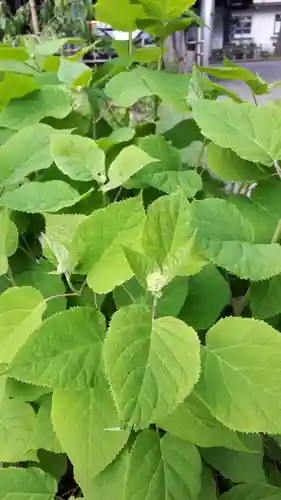 新琴似神社の自然