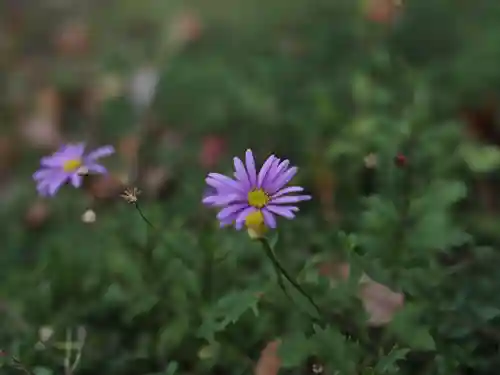 天王山 安楽寺(福井県)