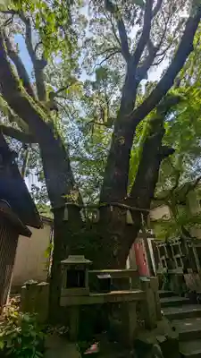 五社之瀧神社(京都府)