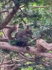 千歳神社の動物