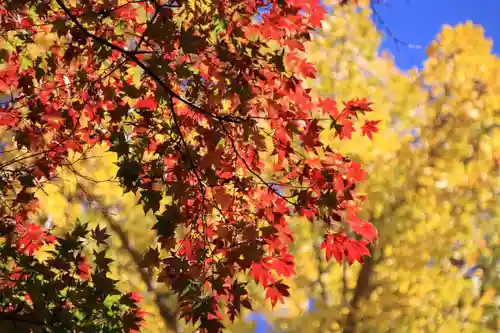 三春大神宮の自然
