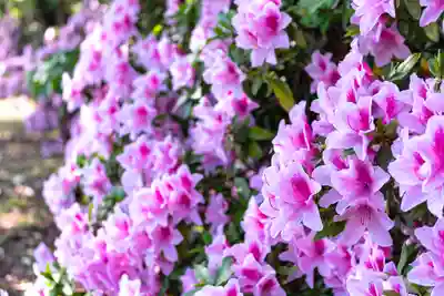 濱田護國神社(島根県)