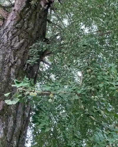 賀羅加波神社(広島県)