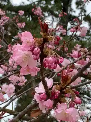 苦楽園口子安延命地蔵の自然