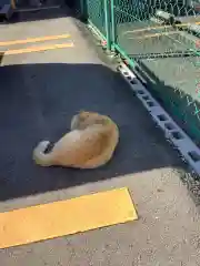 蝮ヶ池八幡宮の動物