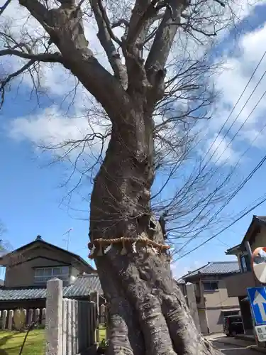 三国神社の自然