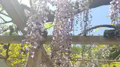 熊野神社の自然