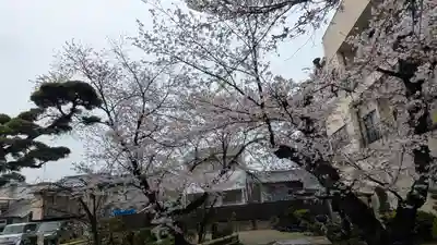 墨染寺（桜寺）(京都府)