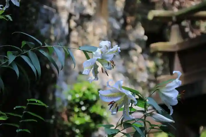 鹿島大神宮の自然