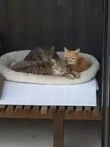 長円寺の動物(2022年07月07日(木) 21時53分45秒投稿)